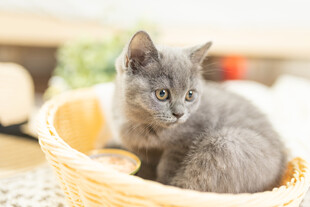 篮子里的可爱小灰猫
