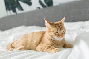 橘猫惬意躺卧在床上