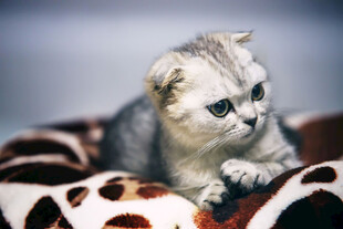 可爱折耳猫躺萌趣窝中