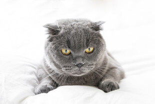 灰色萌猫趴卧