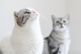 两只猫咪抬头望