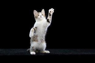 站立猫咪举手卖萌