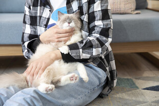 男子抱猫温馨瞬间