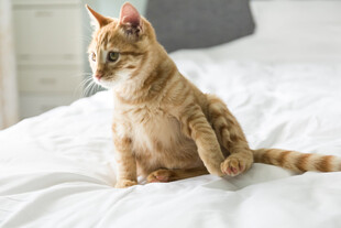 坐床上的可爱猫咪