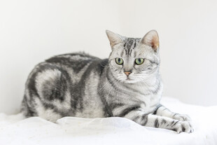 银灰条纹猫慵懒趴卧