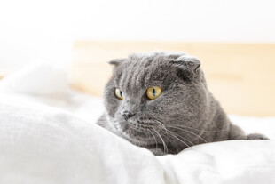 慵懒灰猫卧于柔软床铺
