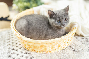 小猫惬意躺于编织篮中