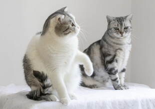 两只可爱猫咪同框