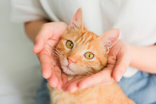 双手捧起可爱橘猫