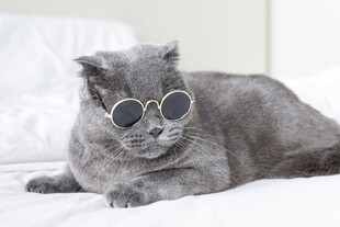 戴眼镜的萌宠猫咪