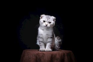 可爱银渐层猫咪端坐