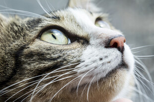 仰望的斑纹猫咪