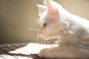 阳光下的白色猫咪