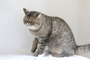 坐着的斑纹猫咪