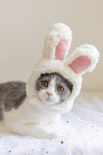 戴兔耳帽的可爱猫咪