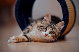 可爱小猫玩猫抓板