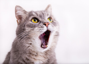 张嘴打哈欠的可爱猫咪
