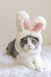 戴兔耳帽的可爱猫咪