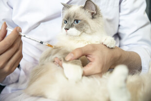 猫咪接受注射场景