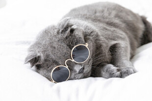 戴墨镜酣睡的萌猫咪