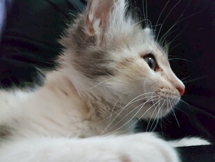 可爱小猫咪侧头瞬间