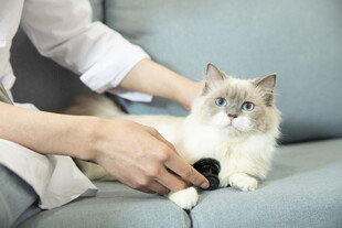 人与猫咪温馨互动瞬间