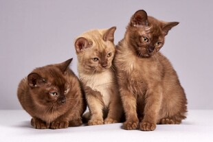 三只可爱猫咪同框