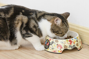 猫咪低头吃碗中食物