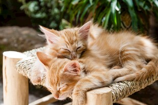 依偎的橘色小猫