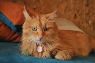 橘色长毛猫躺沙发上