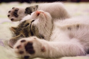 酣睡的可爱小猫咪