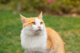 草地上的橙白相间猫咪
