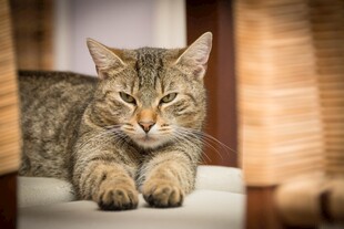 慵懒猫咪惬意趴卧