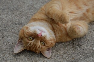 橘猫惬意躺地玩耍