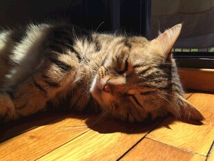 阳光下惬意躺卧的猫咪