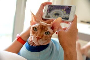 给猫咪拍照的温馨瞬间