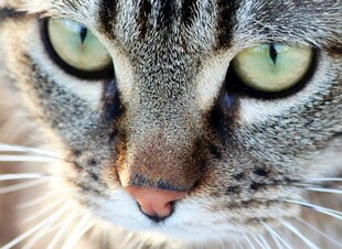 绿眼斑纹猫特写