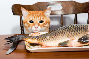 猫咪紧盯盘中大鱼