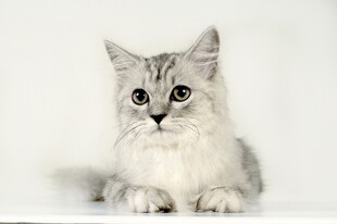 可爱银渐层小猫