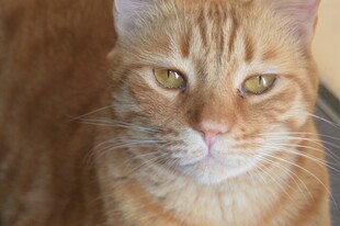 橘猫特写