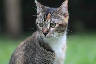可爱三色猫扭头望镜头
