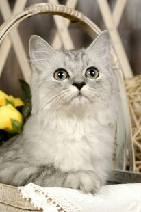 银渐层猫咪的可爱瞬间