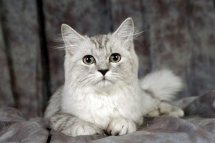 可爱长毛猫安静趴卧
