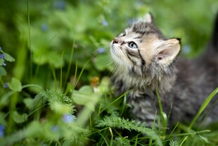 草丛中的好奇小猫