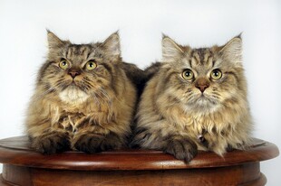 两只长毛猫趴坐圆桌上