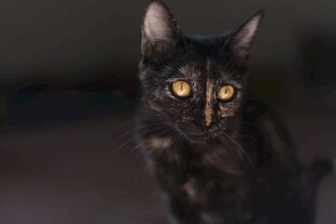黑猫凝视
