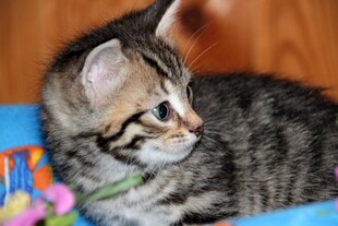 可爱斑纹小猫侧头凝望