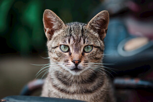 可爱虎斑猫的好奇瞬间