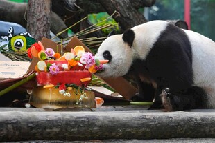 熊猫嗅闻多彩玩具