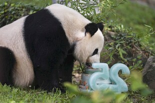 熊猫嗅闻可爱数字造型物